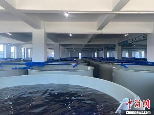 文昌鼓勵魚蝦 上樓 養殖 加快轉型發展現代漁業